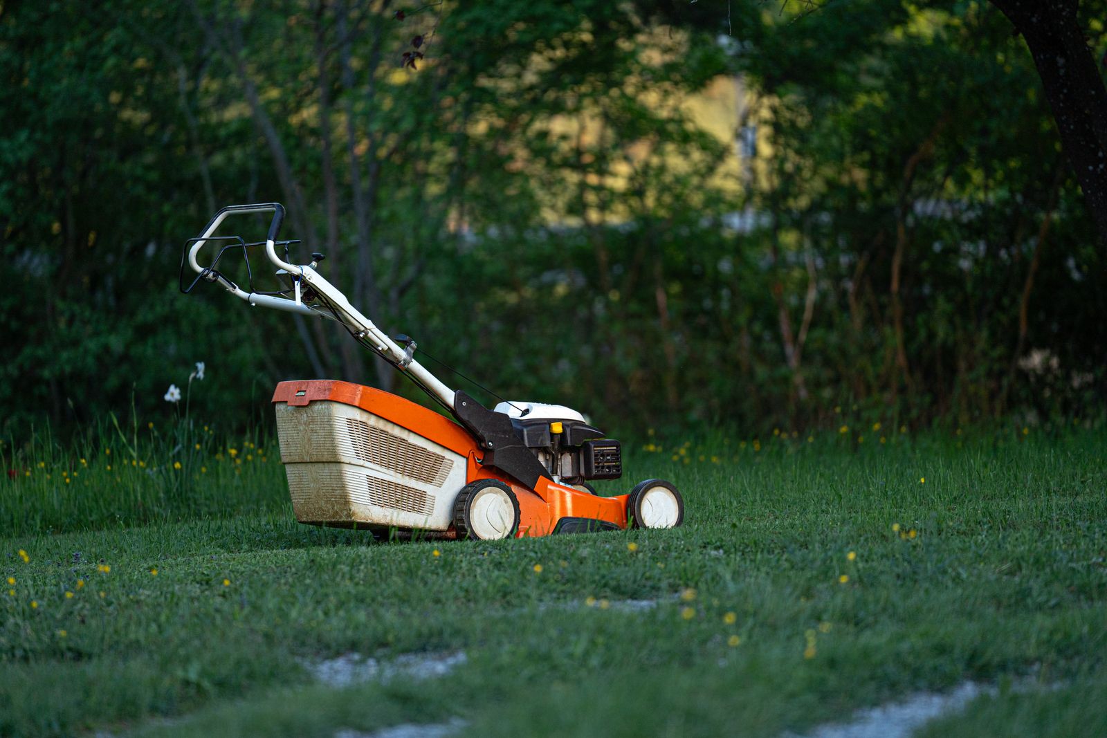 Cylinder mower on a striped lawn